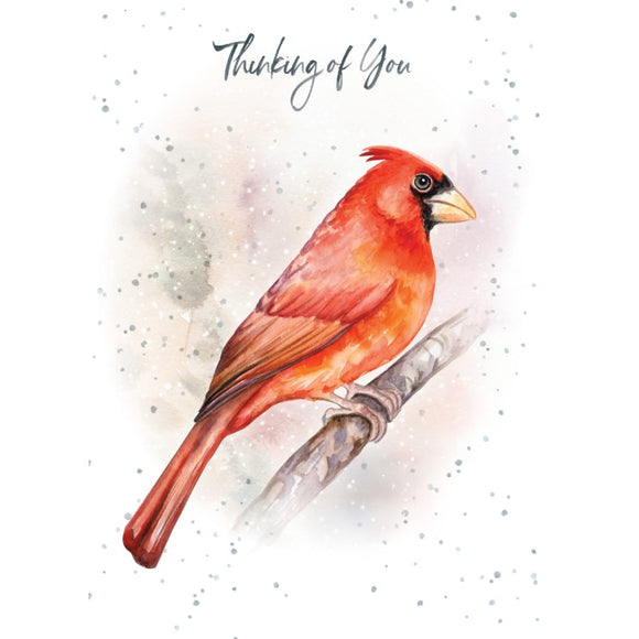 SY / Cardinal Thinking of You Sympathy Card