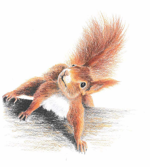 Squirrel - MORE JOY Swedish Cloth