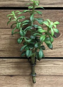 Jade Succulent Bush, 10.5"