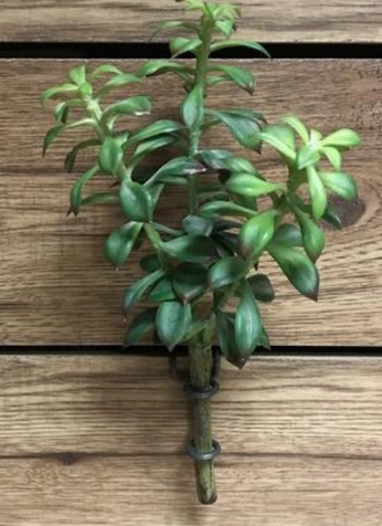 Jade Succulent Bush, 10.5